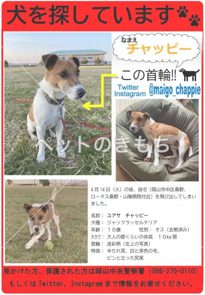 迷子犬の画像