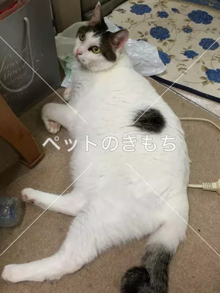 迷子猫の画像