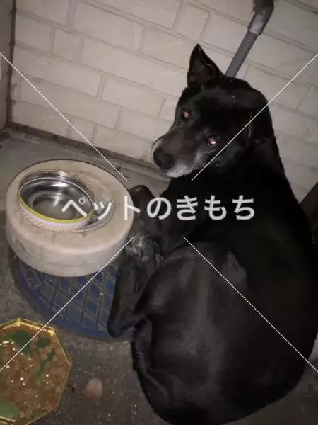保護犬の画像