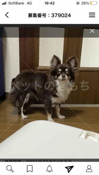 迷子犬の写真