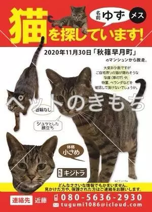 迷子猫の画像