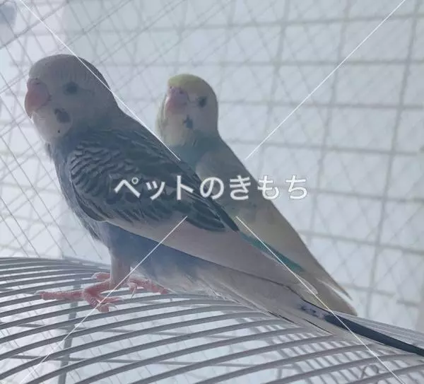 迷子鳥の画像