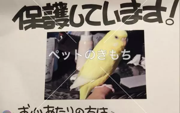 コメント投稿の画像