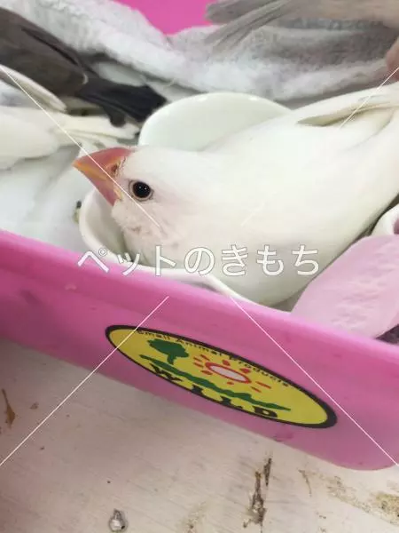 迷子鳥の画像