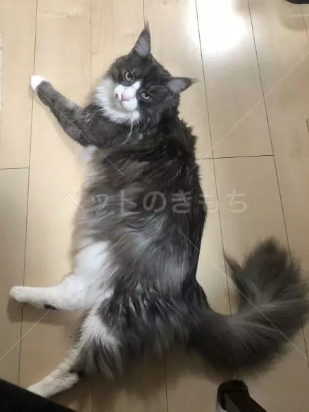 迷子猫の画像