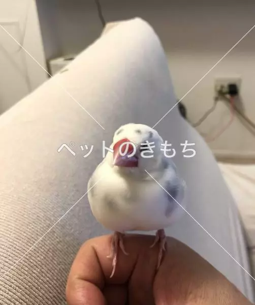 迷子鳥の画像
