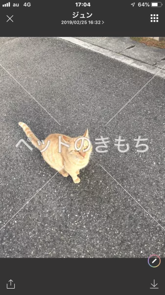 保護猫の画像