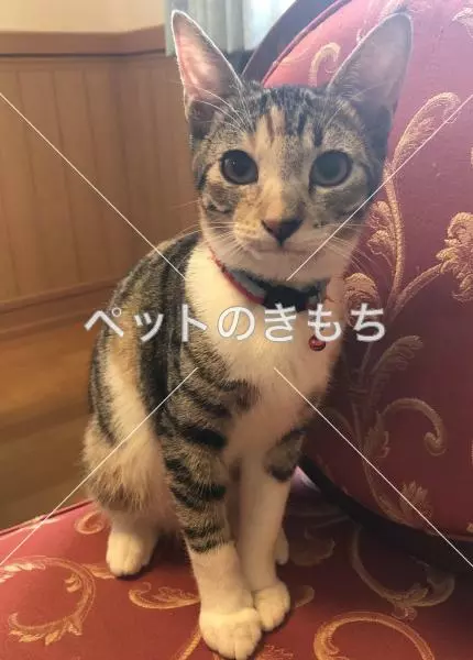 迷子猫の画像