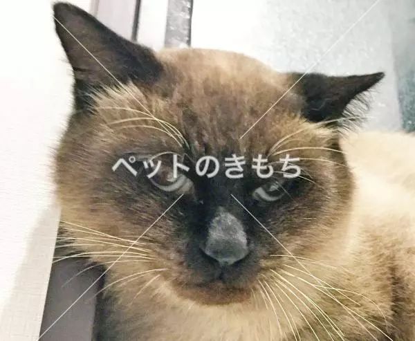 保護猫の画像