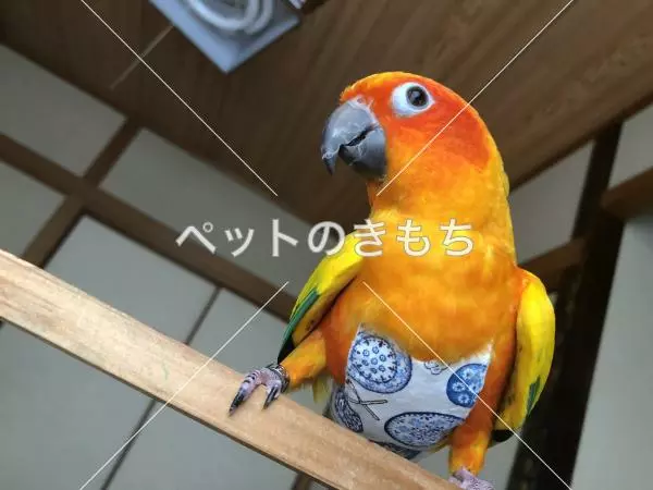 迷子鳥の画像