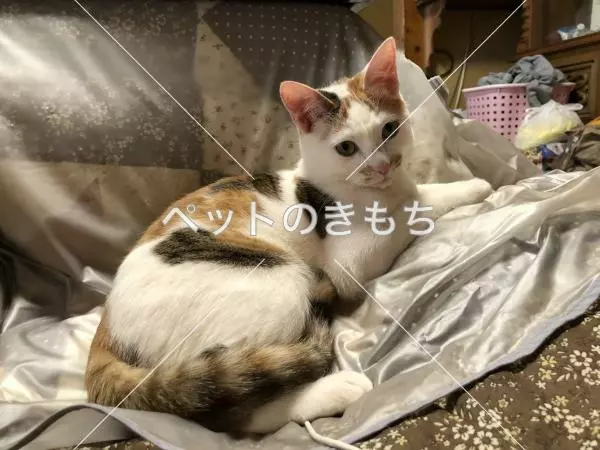 迷子猫の画像
