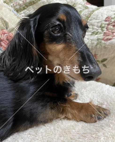 迷い犬の写真