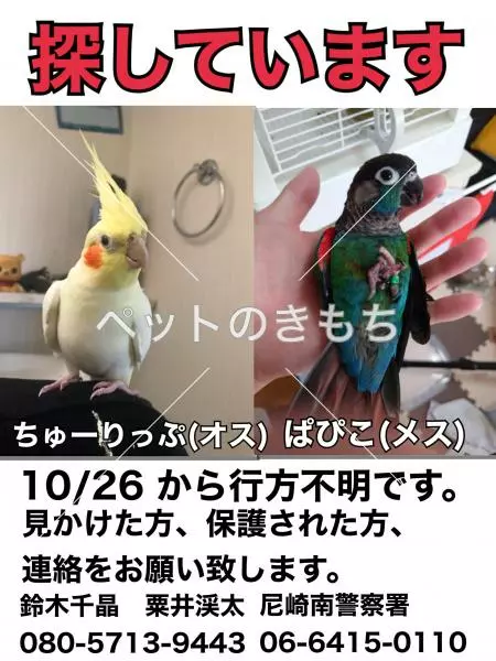 迷子鳥の画像
