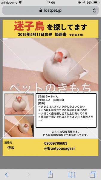 迷子鳥の画像