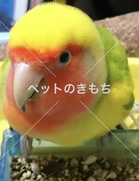 迷子鳥の画像