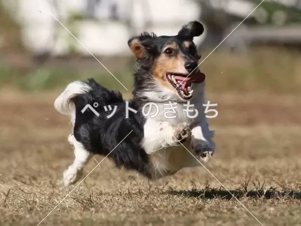 迷子犬の画像