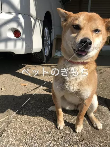 保護犬の画像
