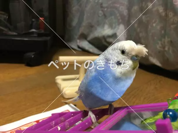 コメント投稿の画像
