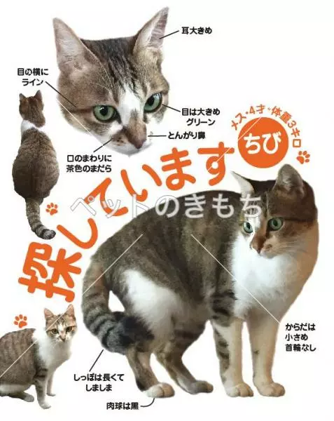 迷子猫の画像