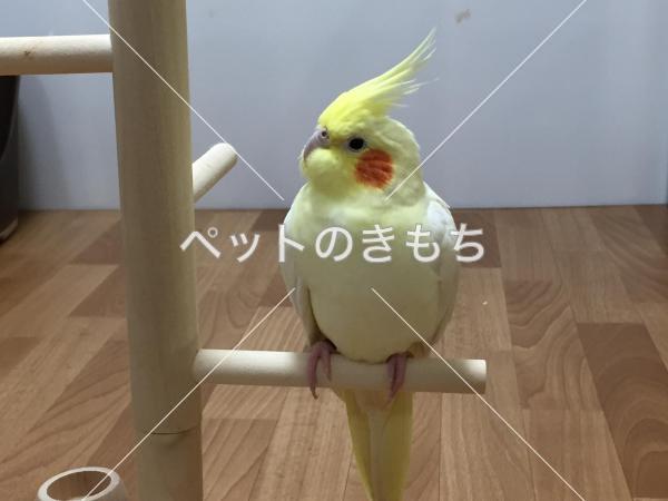 迷子鳥の画像