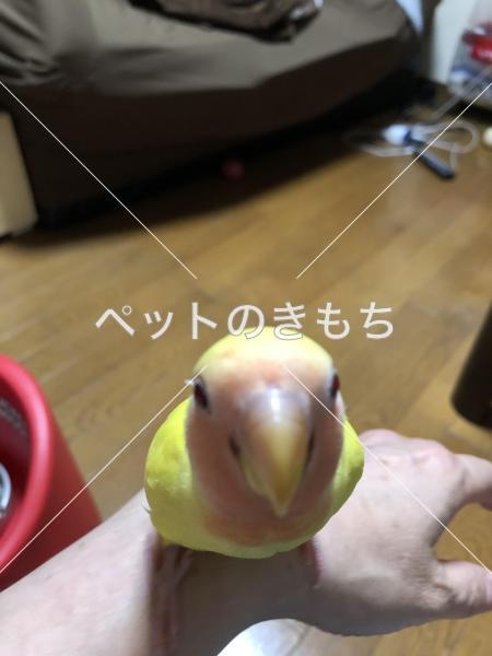 岐阜県で鳥が迷子になりました 鳥の種類 コザクラインコ 投稿no 1