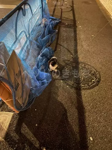 コメントの画像