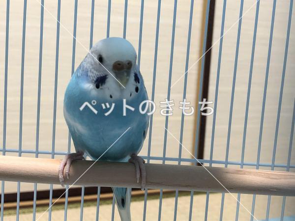保護鳥の写真