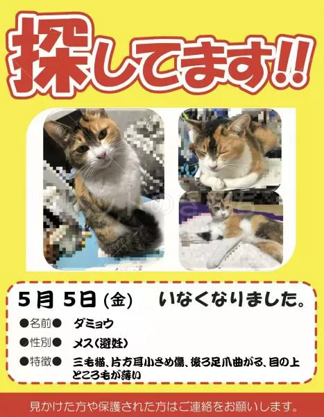 迷子猫の画像