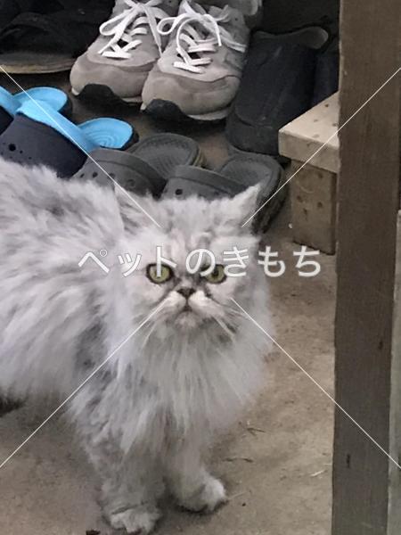 保護猫の写真