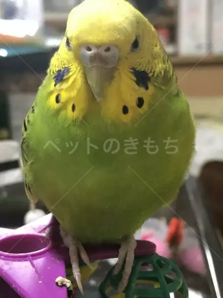 迷子鳥の画像