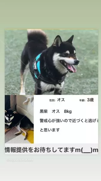 迷子犬の画像