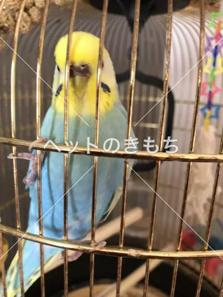 迷子鳥の画像