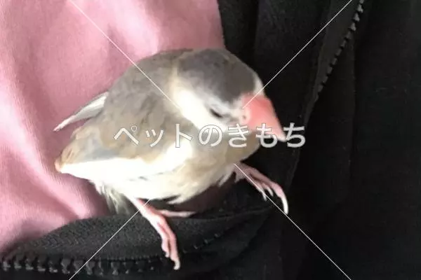 迷子鳥の画像