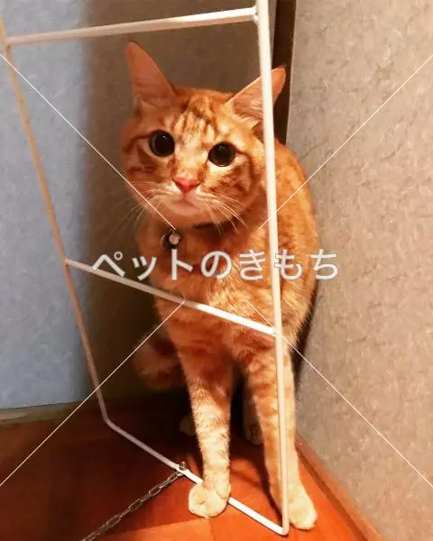 迷子猫の画像