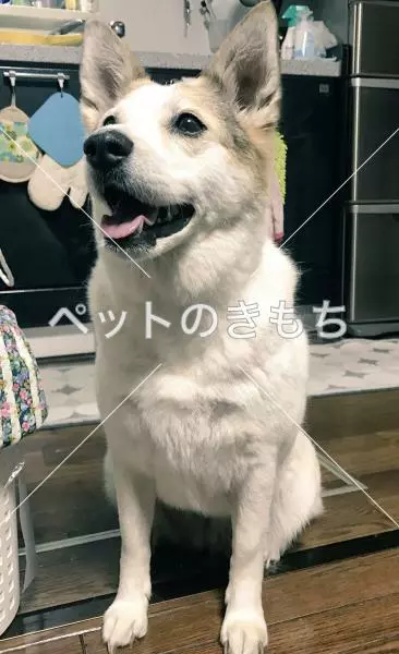 迷子犬の画像