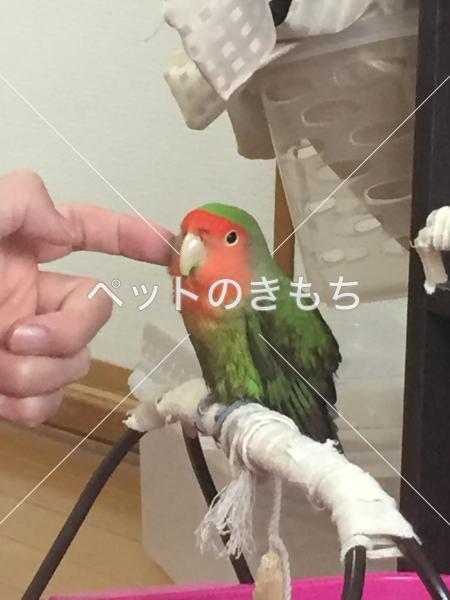 迷子鳥の画像