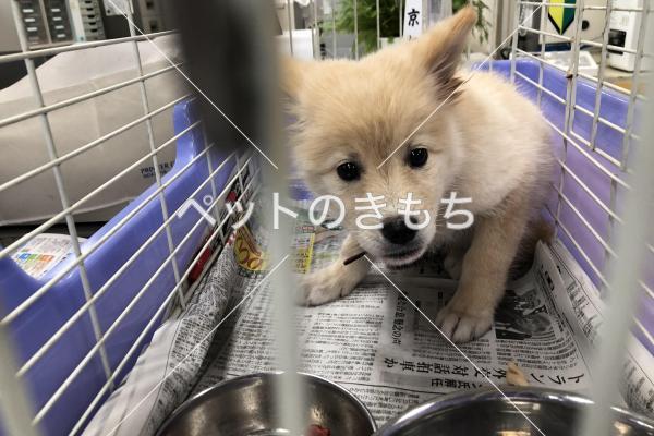 保護犬の写真