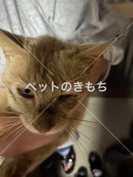 保護猫の画像