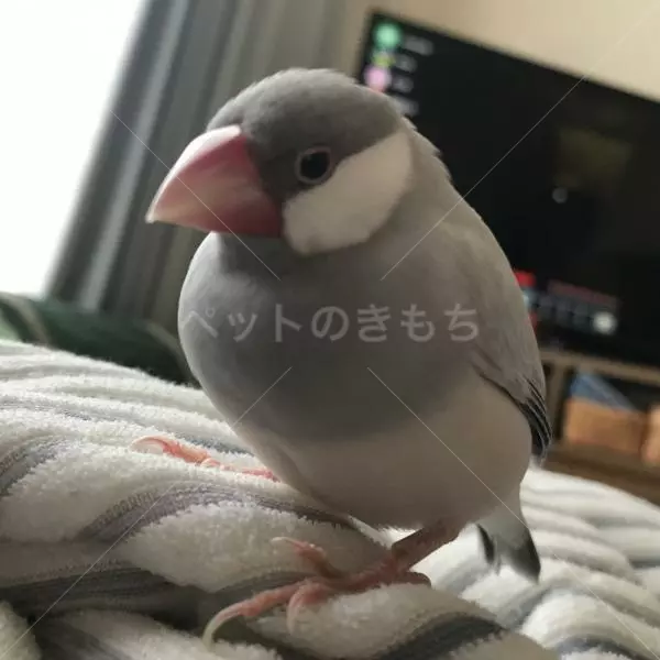 迷子鳥の画像
