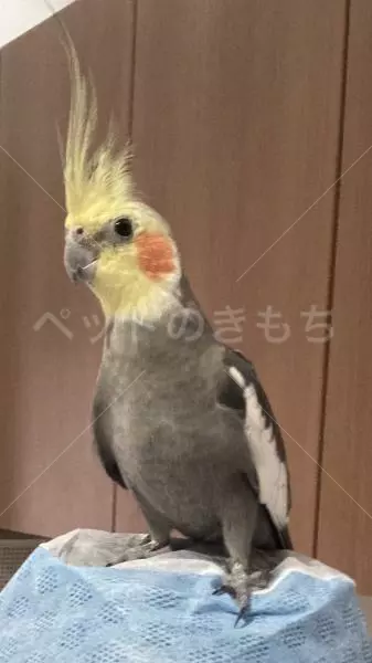 迷子鳥の画像