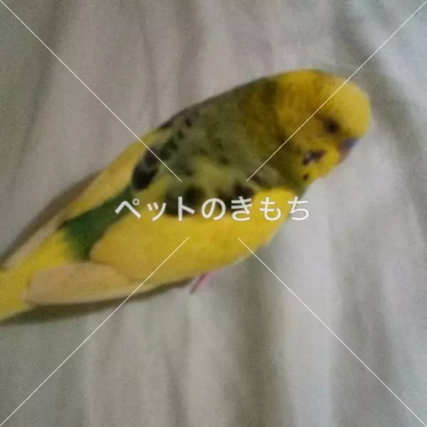 迷子鳥の画像