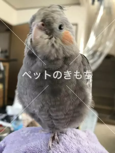 迷子鳥の画像