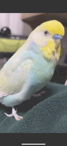 迷子鳥の画像