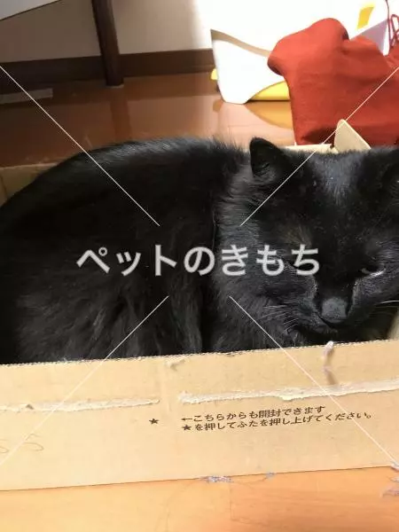 保護猫の画像