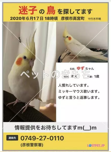 迷子鳥の画像