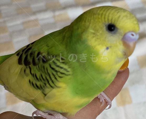 迷子鳥の写真