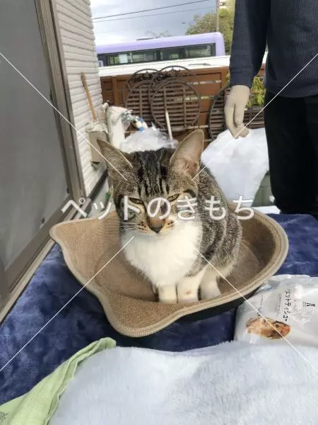 保護猫の画像