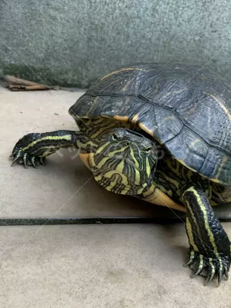 迷子ペットの画像