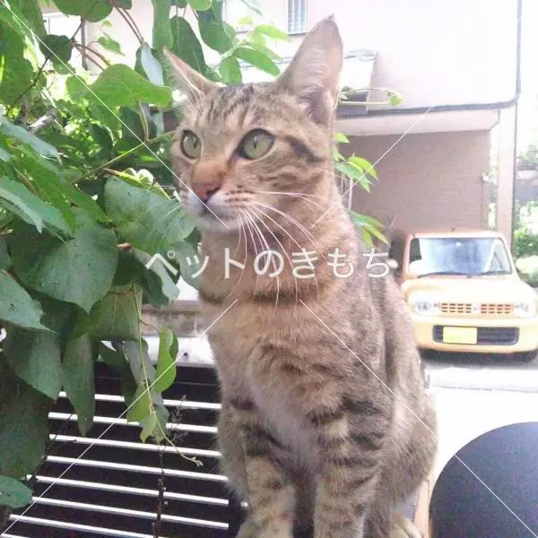 迷子猫の画像