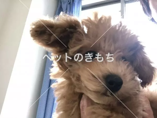 迷子犬の画像